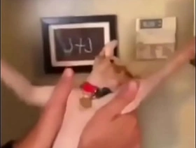 Cat whip sg boy blithe porn